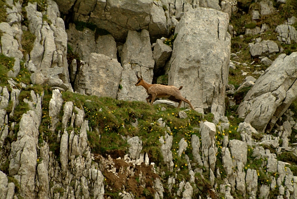 Camoscio d''Abruzzo Rupicapra pyrenaica ornata